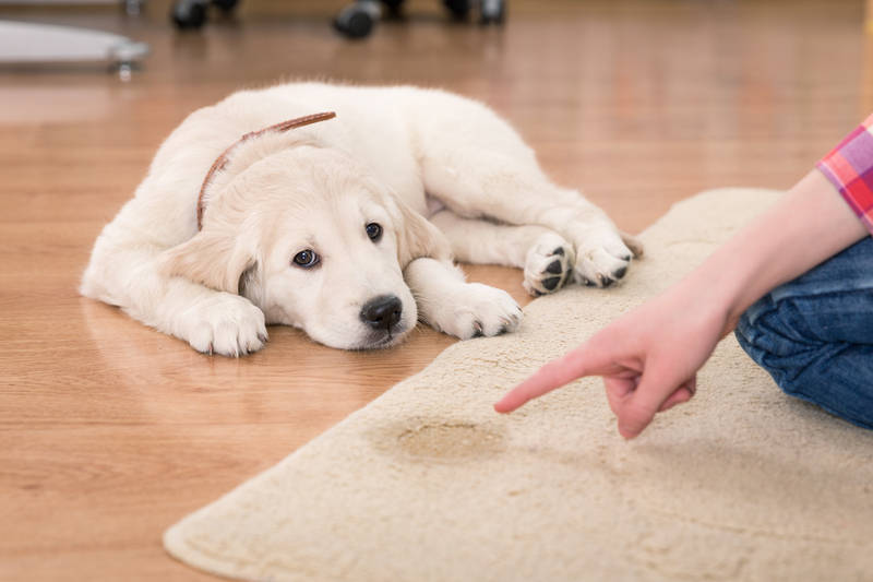 cleaning services spring cleaning
